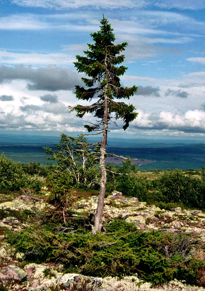 Old Tjikko, the world's oldest Norway spruce, and the world's third oldest clonal tree.